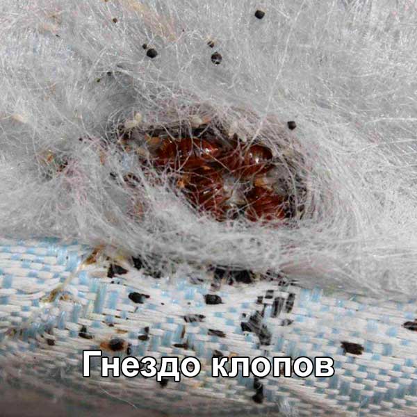 гнездо клопов