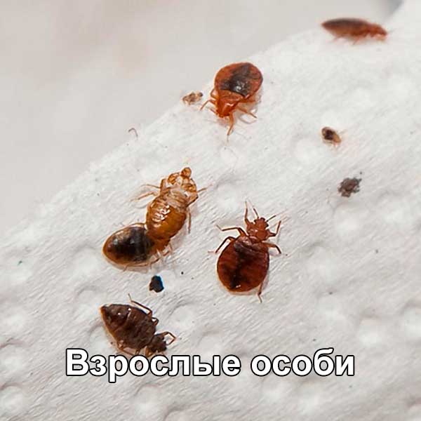 Живые насекомые