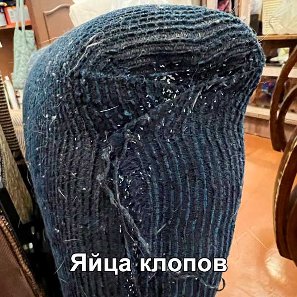 яйца клопов